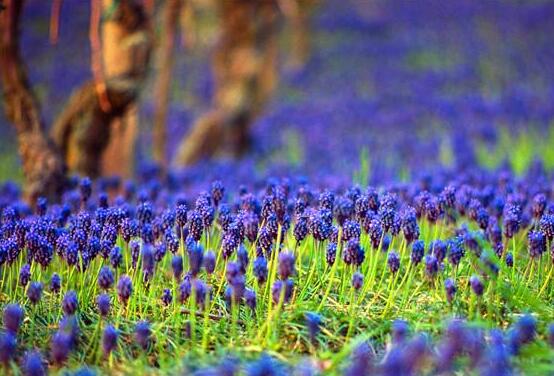 風信子花代表什么意思，代表著永遠的懷念、重生的愛