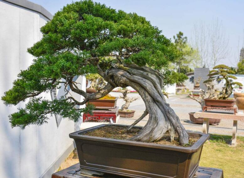 羅漢松最佳修剪時(shí)間，常年都可以進(jìn)行修剪