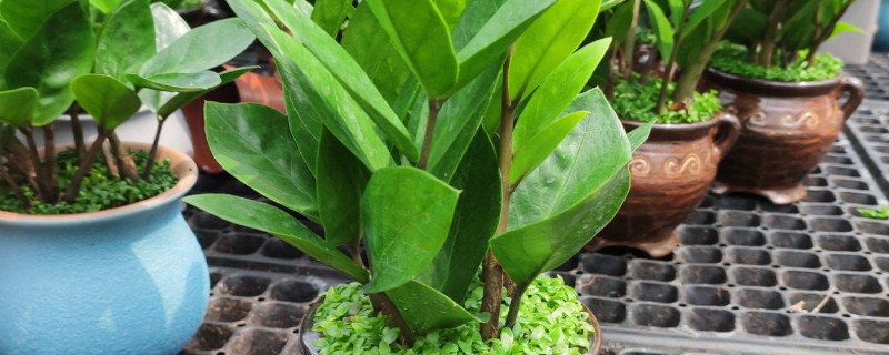 金錢(qián)樹(shù)怎么發(fā)展多顆