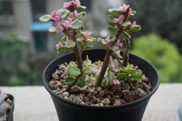 雅樂之舞怎么養(yǎng)成粉色，掌握以下要點是關(guān)鍵