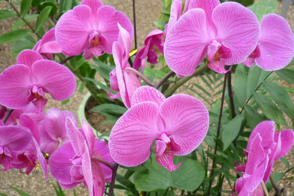 蝴蝶蘭花不撐會(huì)斷嗎