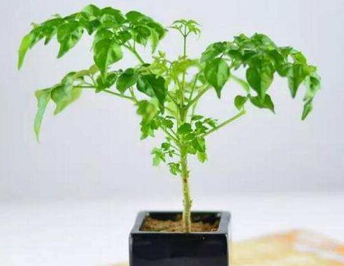 幸福樹的葉子全蔫了，從4個(gè)方面解決出現(xiàn)的問題