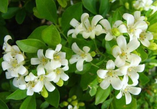 九里香花語是什么，九里香花的寓意象征愛情