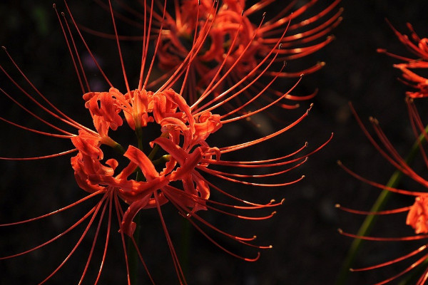 彼岸花夏天怎么護(hù)理