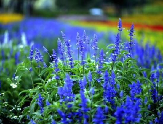 薰衣草有什么功效，舒緩修護(hù)、改善心肌、安撫神經(jīng)