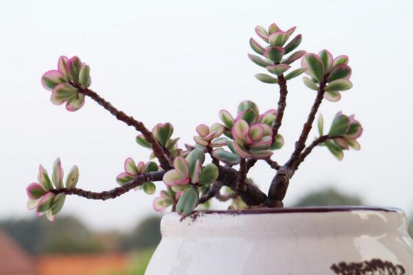 雅樂之舞夏季怎么養(yǎng)，夏季養(yǎng)殖5大要點