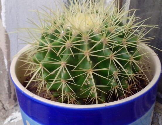 仙人球的寓意，寓意著外表堅(jiān)強(qiáng)而內(nèi)心柔軟