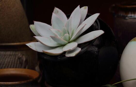 寶石花有哪些功效，美容養(yǎng)顏治便秘