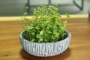 銅錢草什么時候開花，銅錢草花期多長時間（四個月）