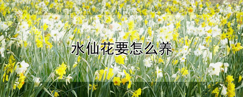 水仙花要怎么養(yǎng)