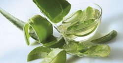 可食用的蘆薈品種大全，3種蘆薈可供食用