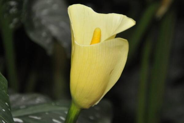 白色馬蹄蓮花語是什么，忠貞不渝、永結同心