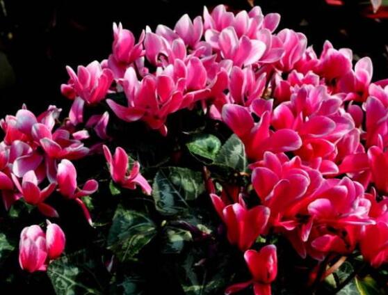 仙客來(lái)葉子嚴(yán)重發(fā)黃，老農(nóng)總結(jié)最直觀三種解決辦法