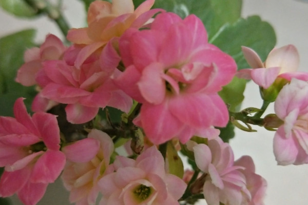 長(zhǎng)壽花什么時(shí)候開(kāi)花