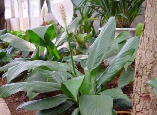 一帆風(fēng)順用什么水澆，澆池塘水、淘米水生長最快