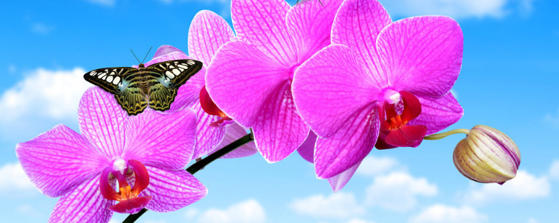 蝴蝶蘭秋季如何養(yǎng)