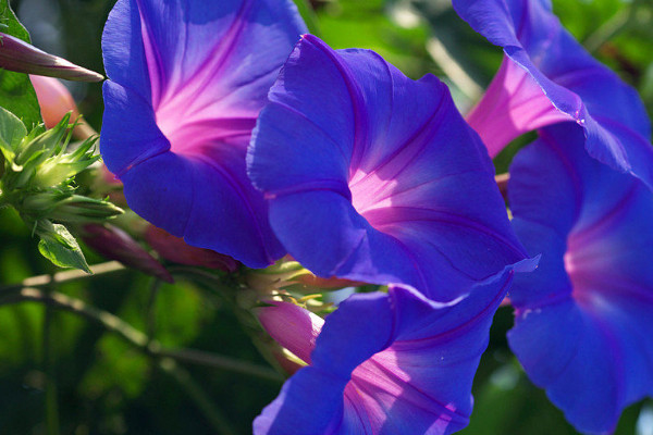 牽?；ǘ煸谑覂?nèi)種可行嗎