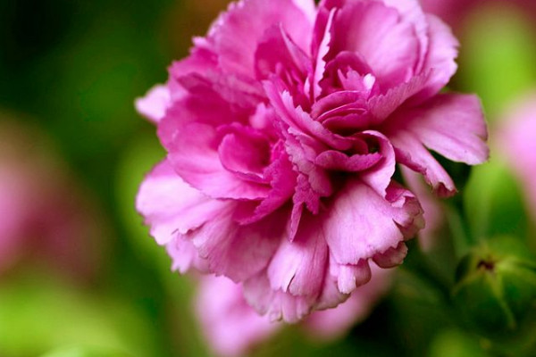 康乃馨怎么養(yǎng)時間比較久