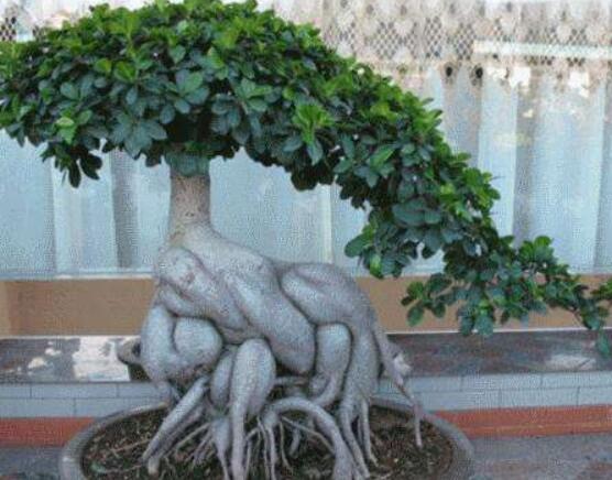 榕樹葉子發(fā)黑怎么辦，教你四種原因以及解決方法