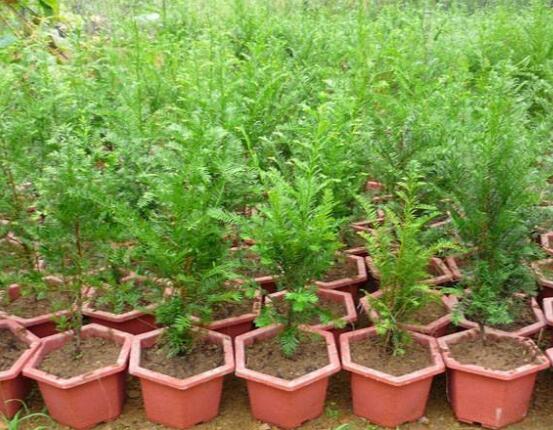 紅豆杉施什么肥好，紅豆杉施氮、磷、鉀肥最好