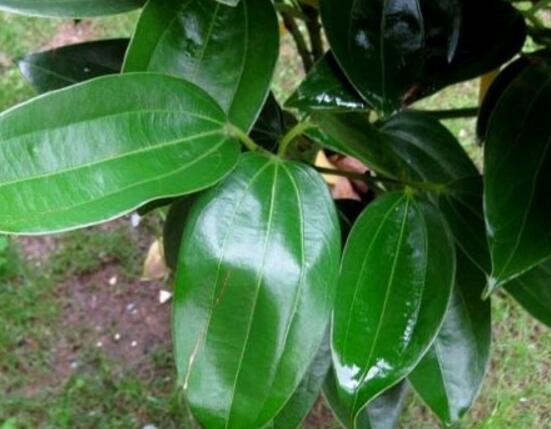 平安樹的花語，祈求平安、闔家幸福、萬事如意