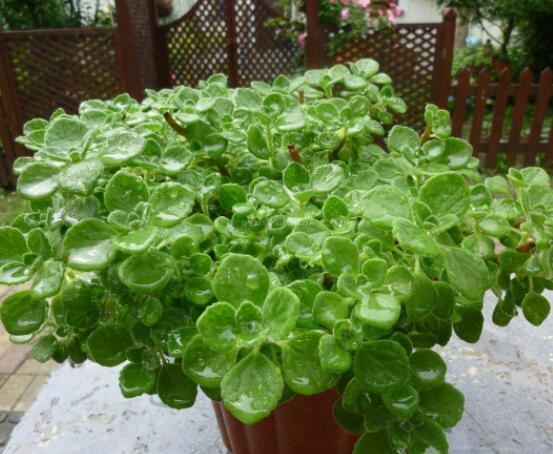 碰碰香為什么一碰就香，其原理主要為葉枕澎壓作用