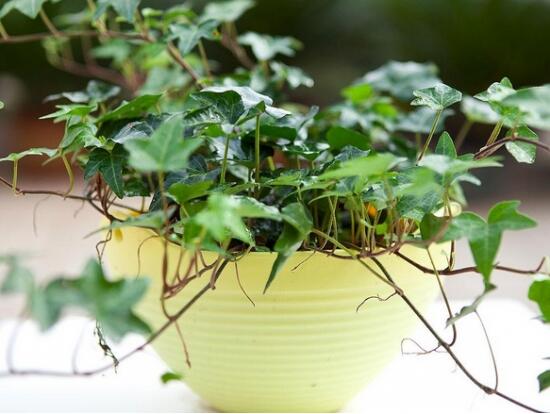 常春藤葉片干枯怎么救，老農(nóng)總結(jié)三種最有效解決辦法