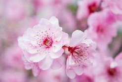 桃花的栽培方法，栽培后的養(yǎng)護(hù)非常關(guān)鍵