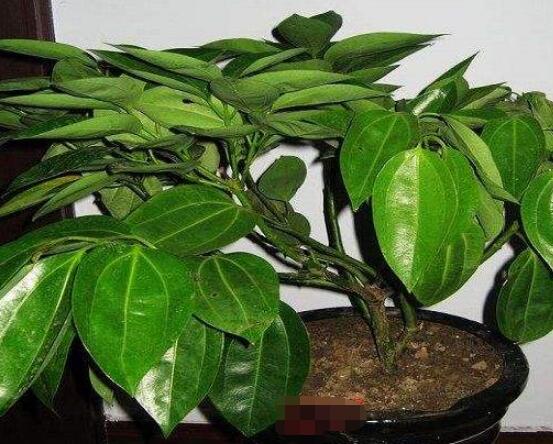 平安樹(shù)為什么不發(fā)新芽，三種原因以及解決方法