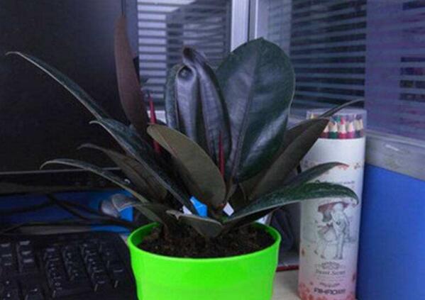 黑金剛和橡皮樹的區(qū)別，其實就就是橡皮樹的一種