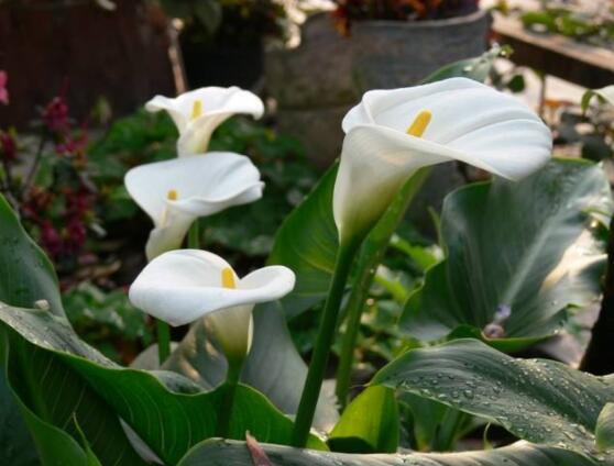 馬蹄蓮的養(yǎng)殖方法圖解，老農(nóng)總結(jié)六點最實用的基本方法