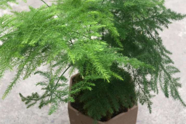 怎樣促使文竹多發(fā)新芽