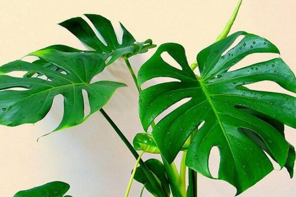 龜背竹什么時(shí)候開背，種植半年到一年時(shí)間自然開背