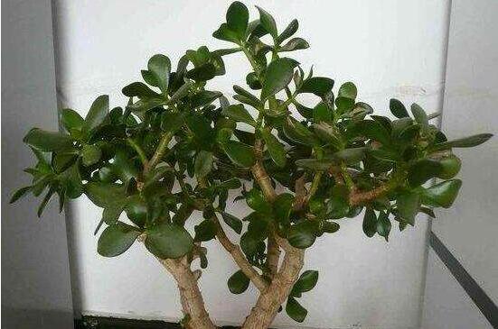 燕子掌怎么修剪，春季最佳/剪除枝條枝葉(瘦病枯)