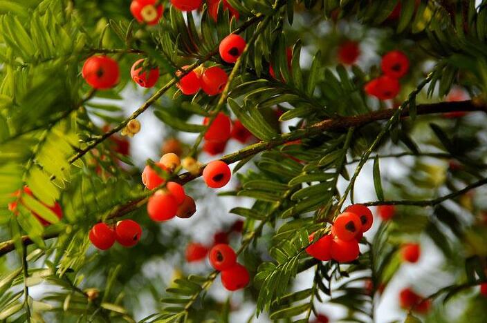 家里紅豆杉的風(fēng)水禁忌，五行多木的人不適合養(yǎng)殖