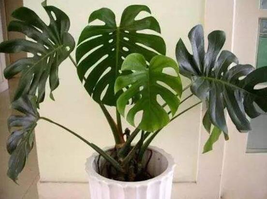 小龜背竹有毒嗎，毒性較輕/避免接觸汁液即可