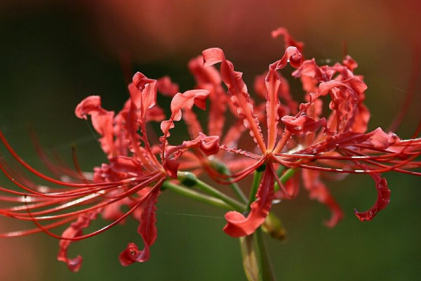 盆栽彼岸花為什么不開(kāi)花