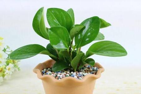 紫葉碧玉怎么養(yǎng)，土壤的選擇很關(guān)鍵