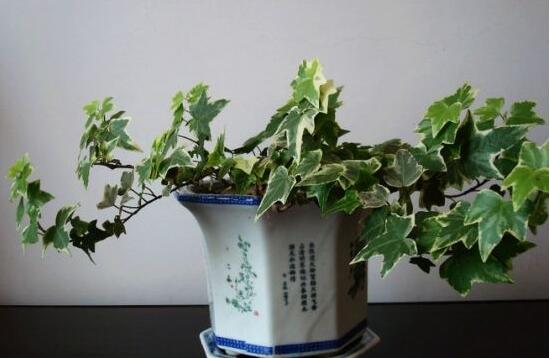 常春藤怎么扦插，做好六大要點(diǎn)存活率百分百