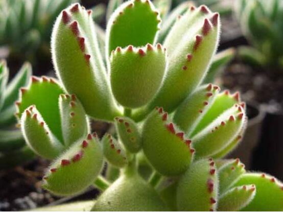 熊童子有毒嗎，無毒/驅(qū)除蚊蟲、美化環(huán)境