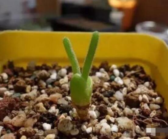 碧光環(huán)多肉有毒嗎，無毒/株型優(yōu)雅、美觀可愛