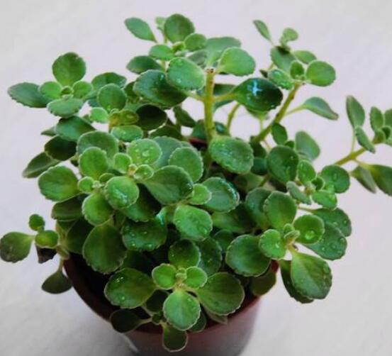 碰碰香的功效與作用，凈化空氣、消炎消腫，制作香精