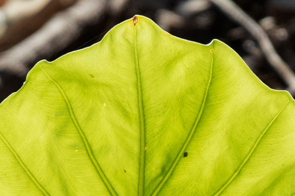 滴水觀音秋季怎么養(yǎng)