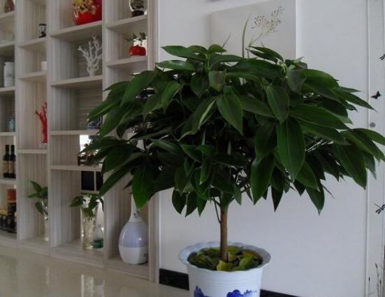 平安樹圖片大全，凈化空氣，矯正異味