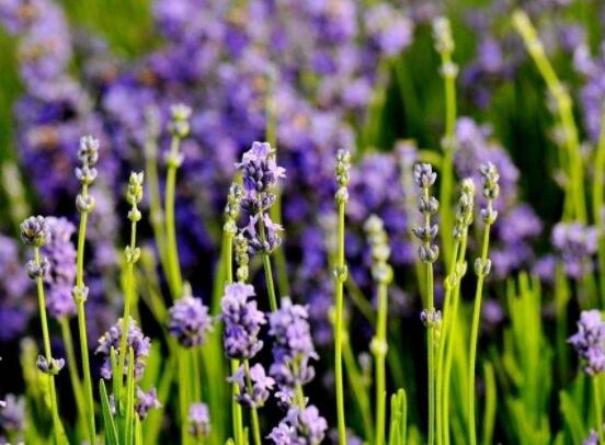 薰衣草有什么功效，舒緩修護(hù)、改善心肌、安撫神經(jīng)