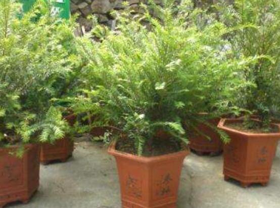 紅豆杉盆景冬天怎么養(yǎng)，教你五個(gè)好方法安然過冬