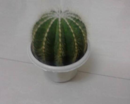 小仙人球澆水多少毫升，澆水的量一般以100-200毫升為準