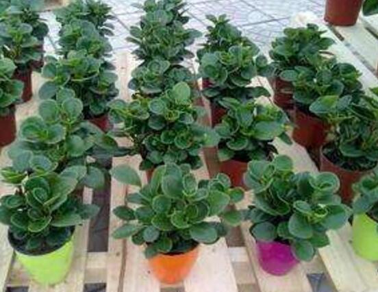 花卉小家碧玉怎么養(yǎng)，老農(nóng)總結(jié)八大基本方法