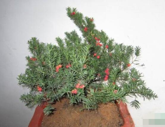 紅豆杉適合室內(nèi)養(yǎng)嗎，具有凈化空氣、延年益壽作用