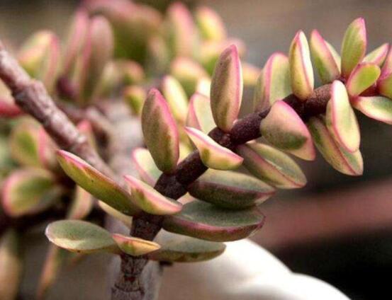 雅樂之舞怎么修剪，流枝修剪最為簡單(應(yīng)用廣泛)